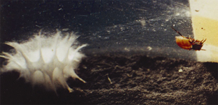 Female Pararchaea sp.