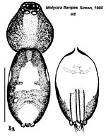 Molycria flavipes Simon, 1908